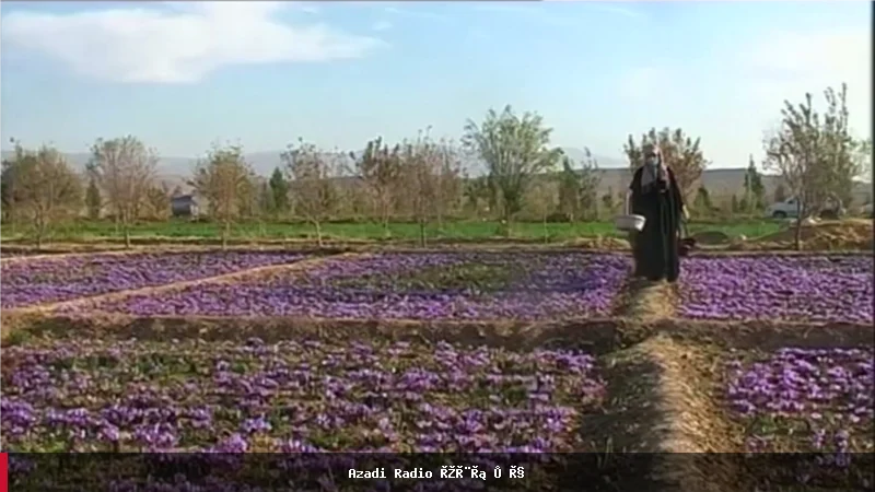 حمایت از ۲۸ هزار دهقان افغان برای جایگزینی کشت مواد مخدر