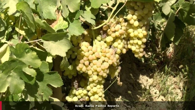 مشکلات صادراتی افغانستان به پاکستان؛ خطر ضایع شدن حاصلات انگور