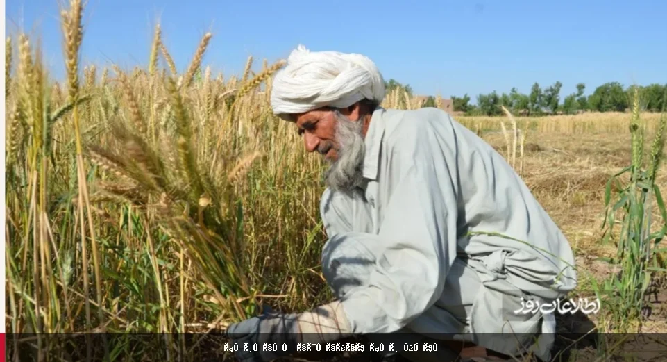 فائو: د کرنیزو سرو د بیو لوړېدل د افغانستان د غنمو حاصلات له ګواښ سره مخ کوي