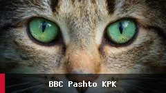 چگونه پژوهشگران از فناوری عکاسی برای مطالعه چشم‌های گربه‌ها استفاده می‌کنند؟