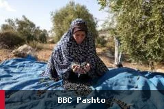 حملات اسرائیلیان بر فلسطینیان در حین برداشت زیتون در کرانه باختری