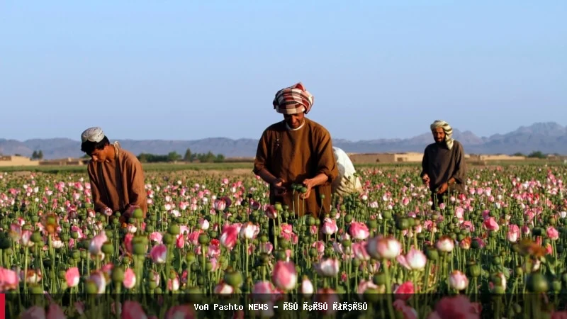 افزایش چشمگیر کشت و تولید کوکنار در افغانستان در سال ۲۰۲۶