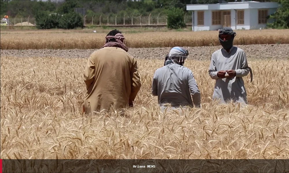 سازمان خواربار و زراعت ملل متحد برای حفظ برداشت گندم افغانستان ۳۸ میلیون دلار درخواست کرد