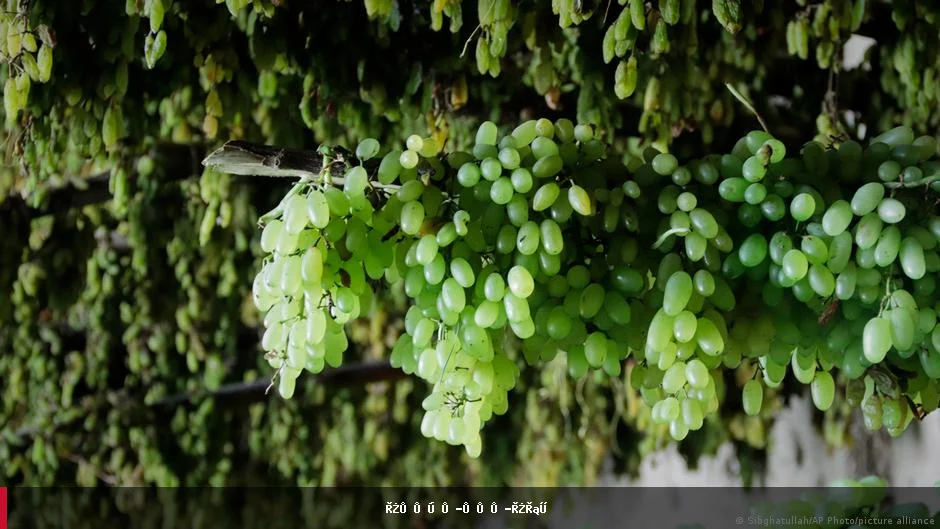 مسدود بودن مرز، ضربه بزرگی به باغداران انگور در افغانستان