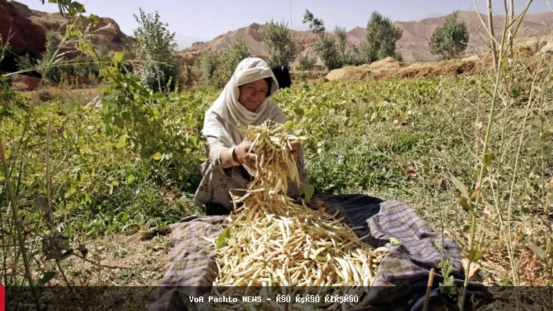 روز جهانی زنان روستایی؛ درخواست کمک از سوی زنان کشاورز افغان
