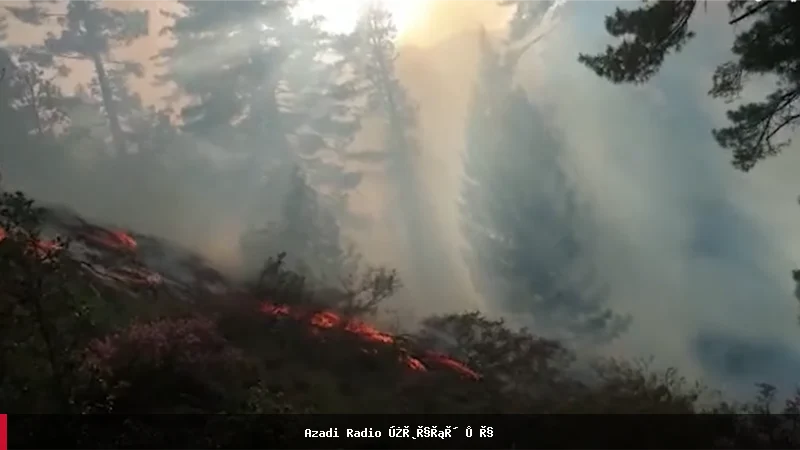 نگرانی ساکنان کنر و نورستان از قطع غیرقانونی جنگلات